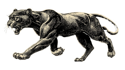 Fototapeta premium Panther illustration on a white background