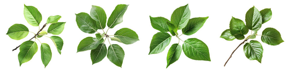 Apple leaves isolated on transparent background, PNG, Set of