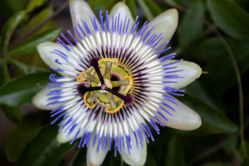 Passiflora flower being pollinated by honeybees