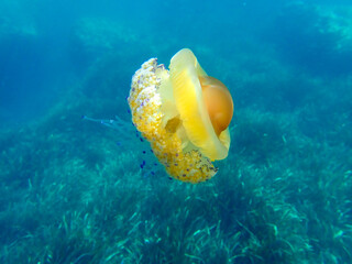 Fried egg jellyfish (Cotylorhiza tuberculata). A beautiful jellyfish swims in the Mediterranean...