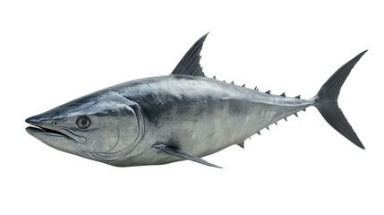 Fototapeta premium Blue fish on white isolate background