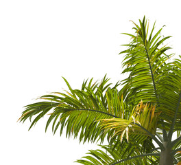 palm Tree Leaves isolated on transparent background. big old palm tree with green leaves on transparent background. Dictyosperma. Isolated palm tree on white background. cutout palm tree leaves PNG.