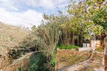 Fototapeta premium Dense vegetation with tall reeds, a tree with yellowing leaves, a concrete surface, and a hose under a partly cloudy sky in a rural area.