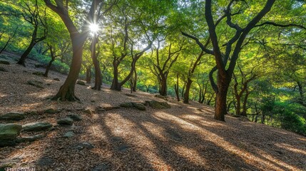 Naklejka premium Sunlit Forest Path Dappled Light Through Trees