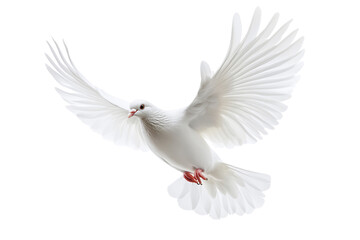 a white dove flying isolated on a transparent background