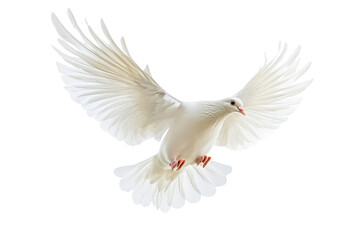 a white dove flying isolated on a transparent background
