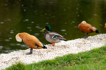 A male Mallard duck stands amidst two ruddy shelducks by a calm pond. The ducks are perched on a gravel bank, creating a peaceful nature scene. Perfect for nature, wildlife, or bird-themed projects