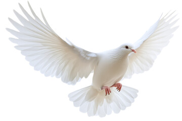 Fototapeta premium a white dove flying isolated on a transparent background