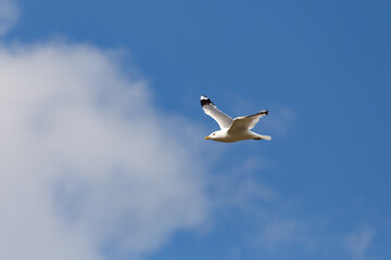 Seagull in the sky
