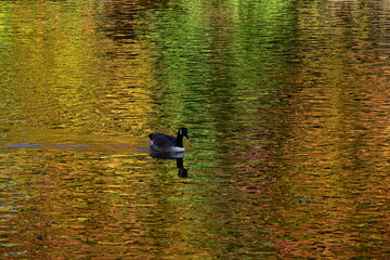 birds on the lake against the backdrop of autumn,