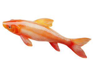 Fototapeta premium Colorful koi fish, white isolate background