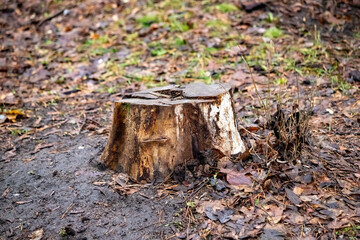 A large tree stump sits in the dirt