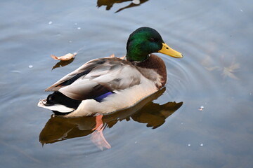 birds on the lake against the backdrop of autumn,