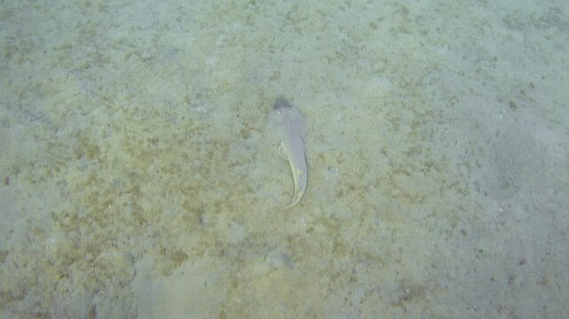 Guitarfish (Glaucostegus halavi) swimming underwater. Halavi ray, Red Sea. 4K stock video footage