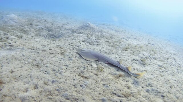 Guitarfish underwater. Halavi ray, Red Sea. 4K stock video footage