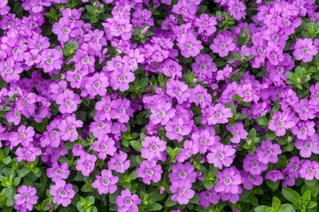 Obraz premium A soft focus image captures numerous delicate purple Verbena Hybrida Nana Compacta flowers in a sunny summer garden from above creating a lovely outdoor floral scene