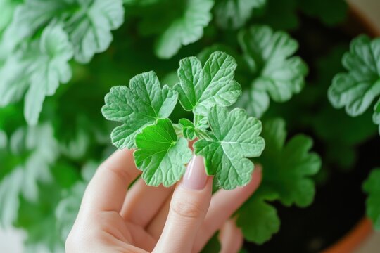 A woman s hand holds a Citronella Geranium leaf from a bush in a potted plant indoors