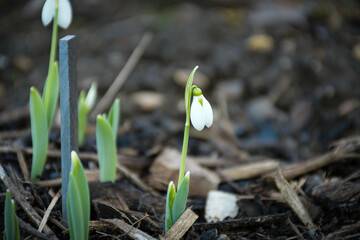 Spring snowdrop flower