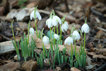 Snowdrops in spring