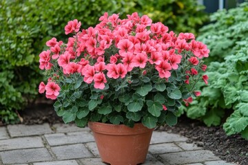 Naklejka premium Bright red geraniums in the summer garden