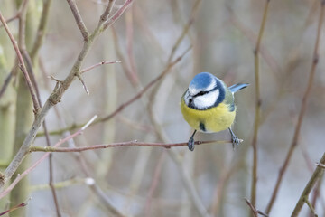 Beautiful nature scene with  cute Eurasian blue tit