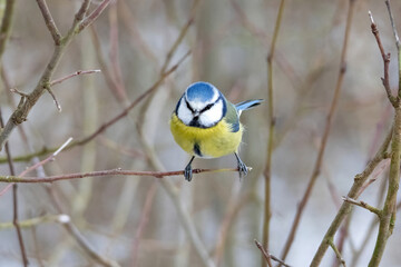 Cute and tiny Eurasian blue tit  winter day