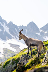Young alpine ibex in the mountains