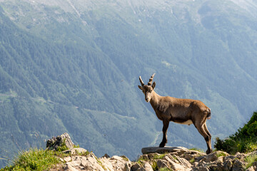 Young alpine ibex in the mountains