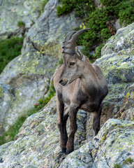Young alpine ibex in the mountains