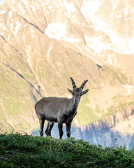 Young alpine ibex in the mountains