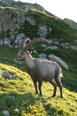 mountain goat in the mountains at sunset