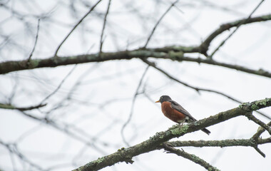 American Robin
