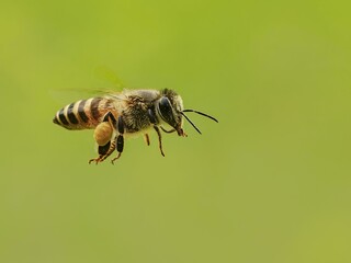 Apis mellifera, commonly known as the Western Honeybee, is a species of bee widely recognized for its role in pollination and honey production.