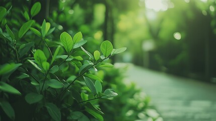 Lush Green Foliage With Water Droplets In Soft Sunlight