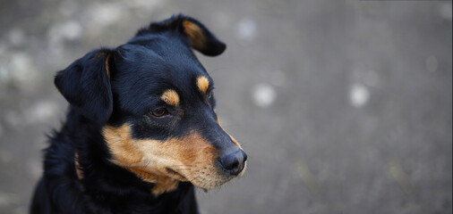 Portrait of a sad dog. Black and brown dog with sad eyes close-up. Maybe not sad, but focused on guarding. Place for inscription.