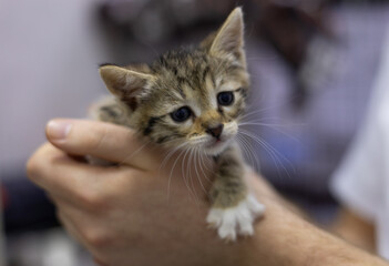 Veterinarian holding a small, homeless kitten during a medical checkup, providing essential care and nurturing hope for a brighter future and a loving forever home.