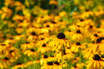 The blossoms of orange coneflowers