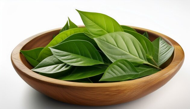 fresh katuk leaves or sauropus androgynus pucuk manis in a wooden bowl isolated on white background