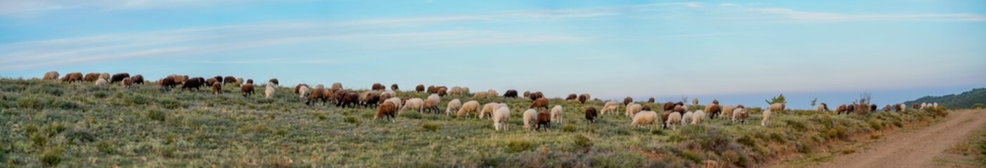 flock of sheep