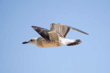 A young seagull photographed in flight up close with a long lens. Clear summer sky.