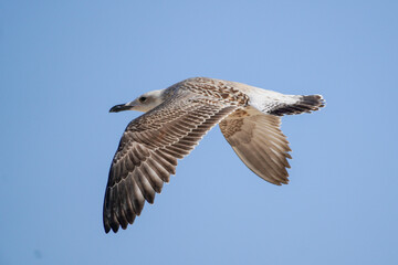 A young seagull photographed in flight up close with a long lens. Clear summer sky.
