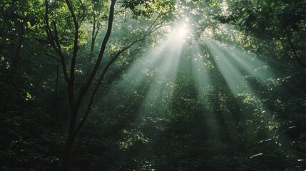 Sunbeams Illuminate Lush Green Forest Canopy