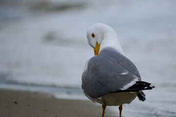 A seagull on the beach preening its feathers. Portrait of the seagull.