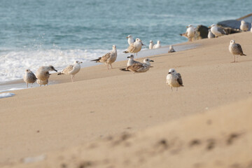 A flock of seagulls perched on the beach. A beautiful view suitable for a background.