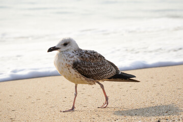 A young seagull on the beach, with a blurred wave in the background.