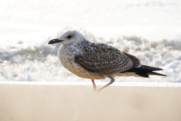 A young seagull on the beach, with a blurred wave in the background.