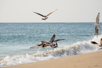 A flock of seagulls taking off from the beach caught in flight. A beautiful picture for a background.