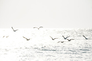 A flock of seagulls taking off from the beach caught in flight. Strong sunlight, the seagulls look like shadows. Abstract painting.