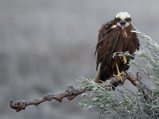 Marsh Harrier perched