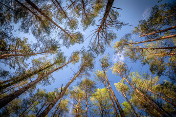 The treetops of spruce trees with blue sky.Nature, environment, ecology and forestry.